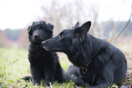 Groenendael
