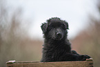 Groenendael Puppy