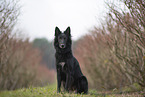 Groenendael