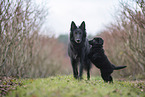 Groenendael