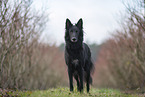 Groenendael