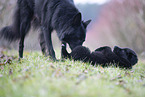Groenendael