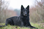 Groenendael