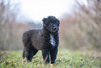 Groenendael Puppy