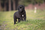 Groenendael Puppy
