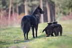 Groenendael