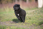 Groenendael Puppy