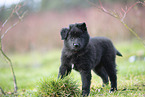 Groenendael Puppy