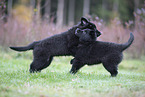 Groenendael Puppies
