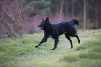 Groenendael