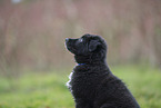 Groenendael Puppy