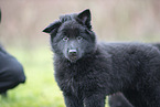 Groenendael Puppy
