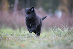 Groenendael Puppy