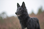 Groenendael