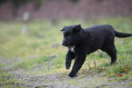 Groenendael Puppy