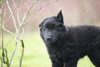 Groenendael Puppy
