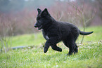 Groenendael Puppy