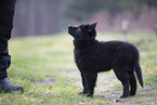 Groenendael Puppy