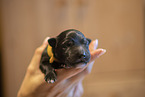 Groenendael Puppy