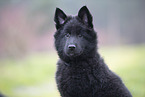 Groenendael Puppy