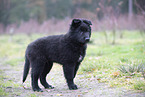 Groenendael Puppy