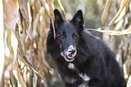 Groenendael