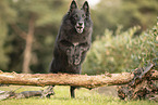 Groenendael