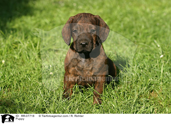 Puppy / RR-07718