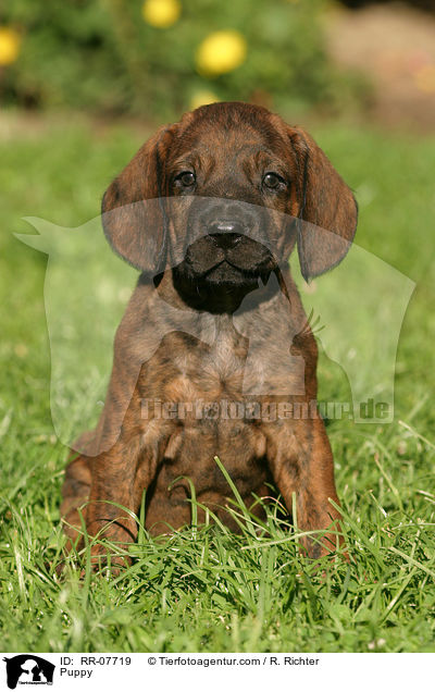 Puppy / RR-07719