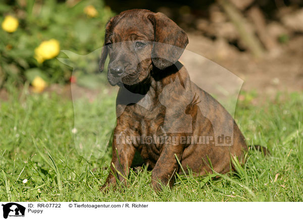 Puppy / RR-07722