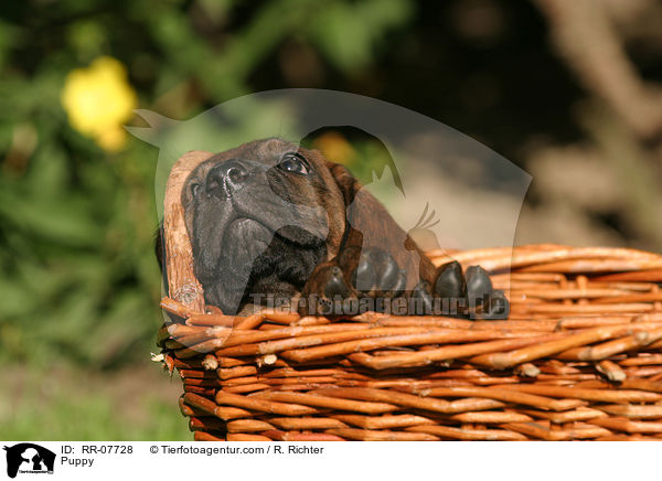 Puppy / RR-07728