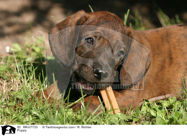 Hannoverscher Schweihund Welpe / Puppy / RR-07733