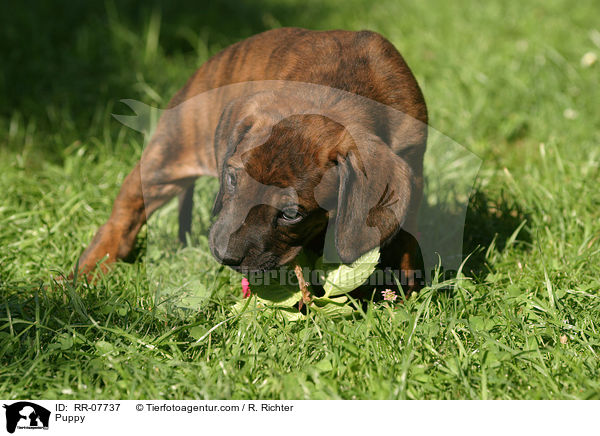 Hannoverscher Schweihund Welpe / Puppy / RR-07737