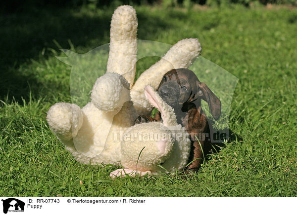Hannoverscher Schweihund Welpe / Puppy / RR-07743