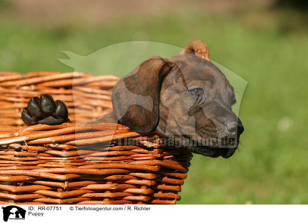 Hannoverscher Schweihund Welpe / Puppy / RR-07751