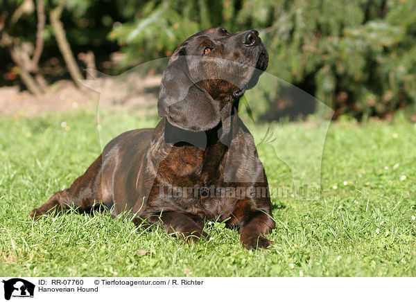Hannoverscher Schweihund / Hanoverian Hound / RR-07760