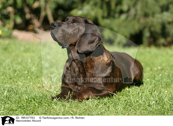 Hannoverscher Schweihund / Hanoverian Hound / RR-07763