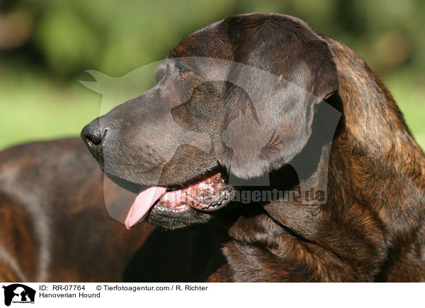 Hannoverscher Schweihund / Hanoverian Hound / RR-07764