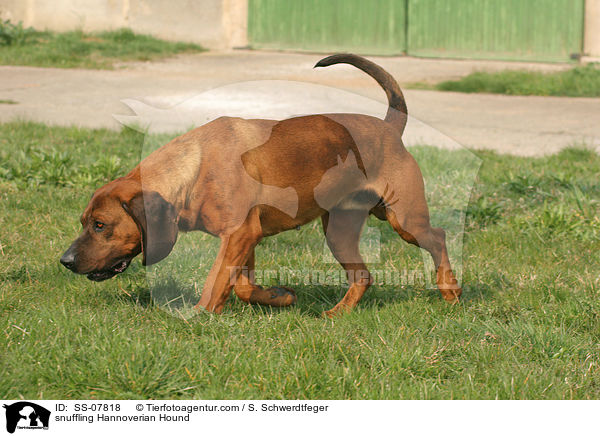 schnuppernder Hannoverscher Schweihund / snuffling Hannoverian Hound / SS-07818