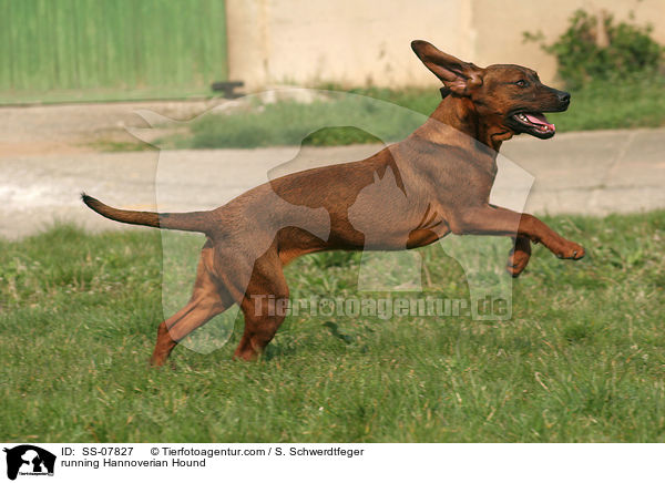 rennender Hannoverscher Schweihund / running Hannoverian Hound / SS-07827