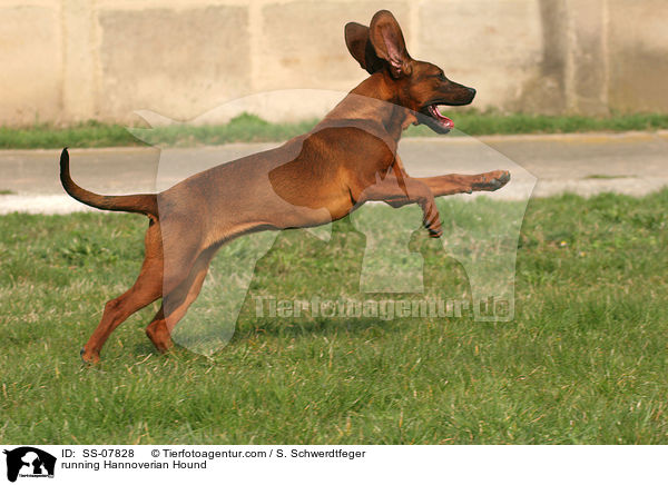rennender Hannoverscher Schweihund / running Hannoverian Hound / SS-07828