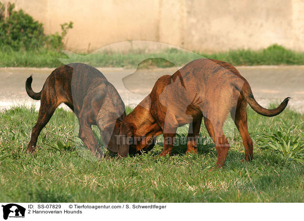 2 Hannoversche Schweihunde / 2 Hannoverian Hounds / SS-07829