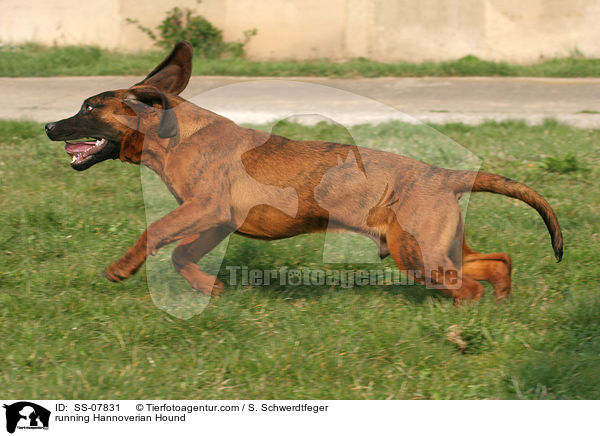 rennender Hannoverscher Schweihund / running Hannoverian Hound / SS-07831
