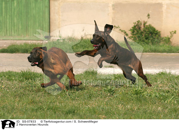 2 Hannoversche Schweihunde / 2 Hannoverian Hounds / SS-07833