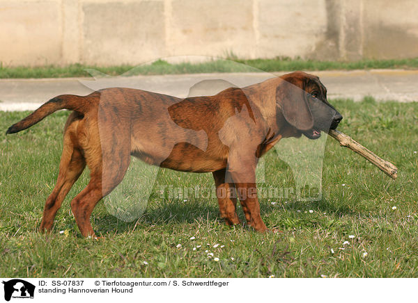 stehender Hannoverscher Schweihund / standing Hannoverian Hound / SS-07837