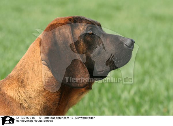 Hannoverscher Schweihund Portrait / Hannoverian Hound portrait / SS-07845