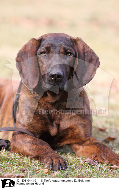 Hannoverscher Schweihund / Hannoverian Hound / DG-04419