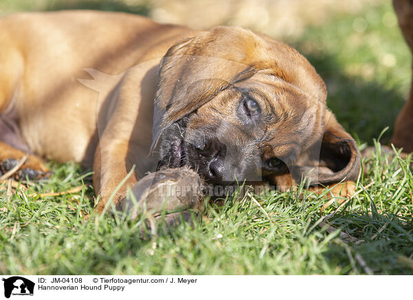 Hannoverian Hound Puppy / JM-04108