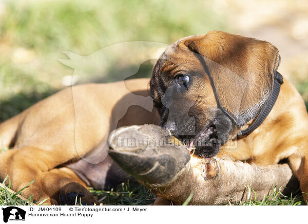 Hannoverscher Schweihund Welpe / Hannoverian Hound Puppy / JM-04109