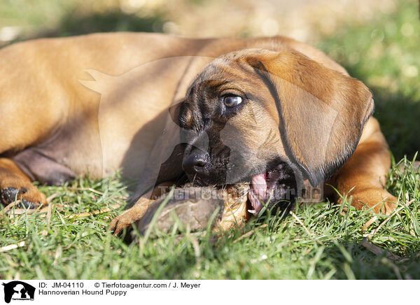 Hannoverscher Schweihund Welpe / Hannoverian Hound Puppy / JM-04110
